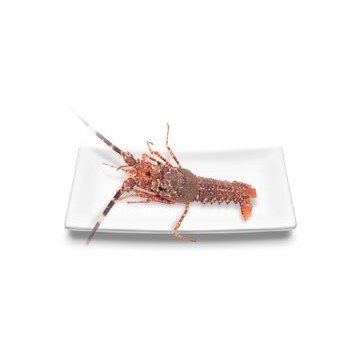 langouste