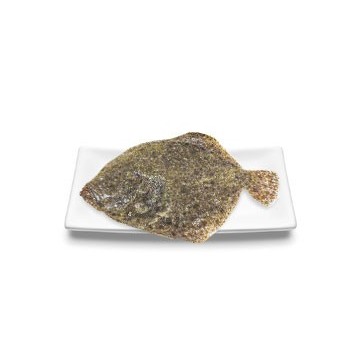 Turbot