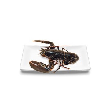 Homard bleu