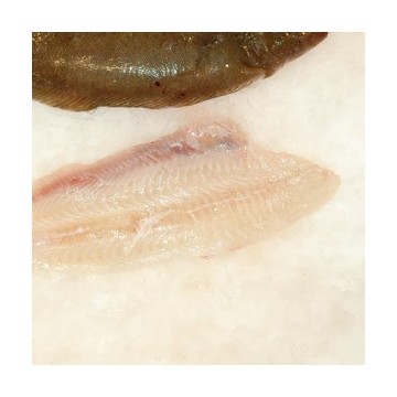 Sole